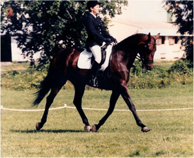 Gretchen Scott Equestrian